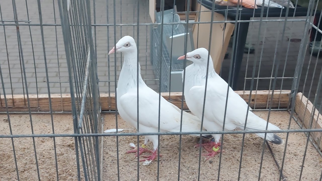 RYNEK TARG GOŁĘBI W TCZEWIE SOBOTA 💥CZĘŚĆ 2 🥳🥳ZAPRASZAM NA FILM 👌👍