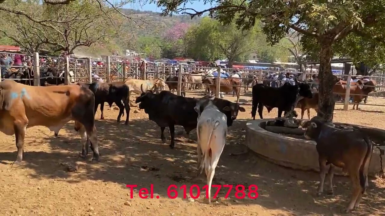 Tiangue de nueva Guadalupe miércoles 04 de marzo de 2026