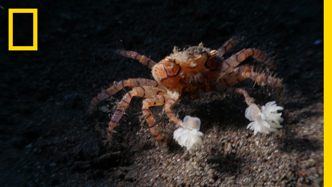 Watch These Crabs Tear Their Living 