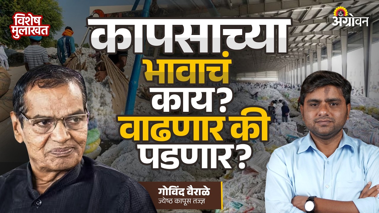 Cotton Rate: सीसीआयची कापूस विक्री, आयातीचा बाजारावर कसा परिणाम होणार ? | Agrowon