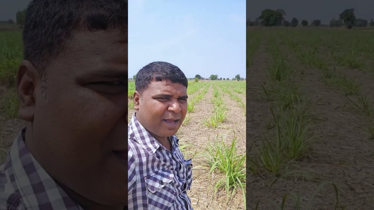 Thailand में राम आशीष भाई का जलवा। ।