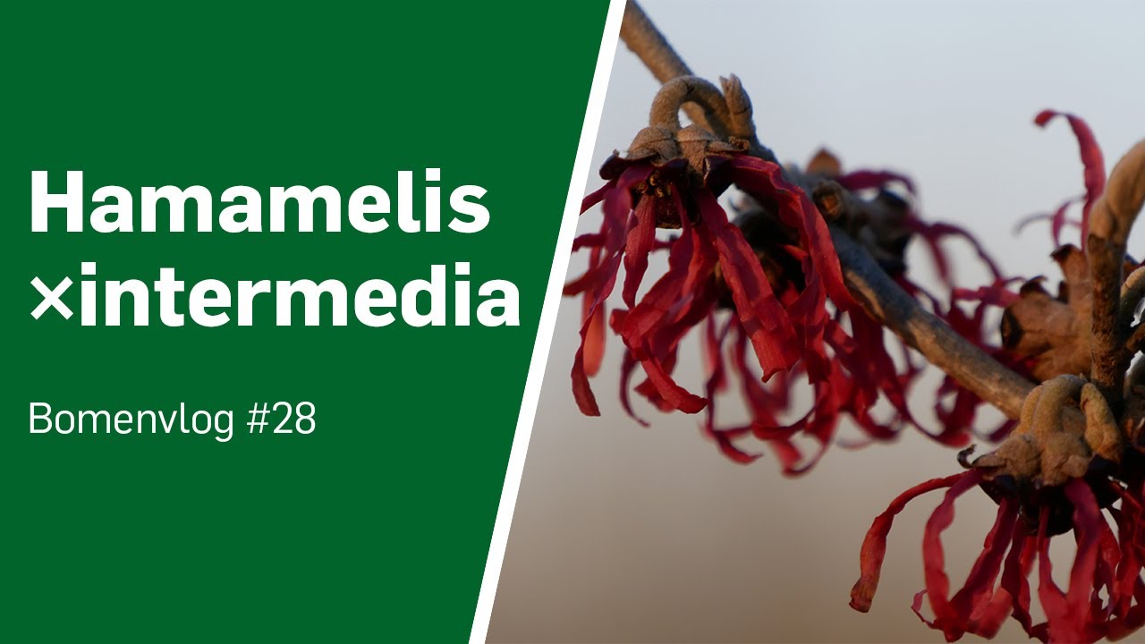 Hamamelis x intermedia - Een bijzondere verschijning in de winter