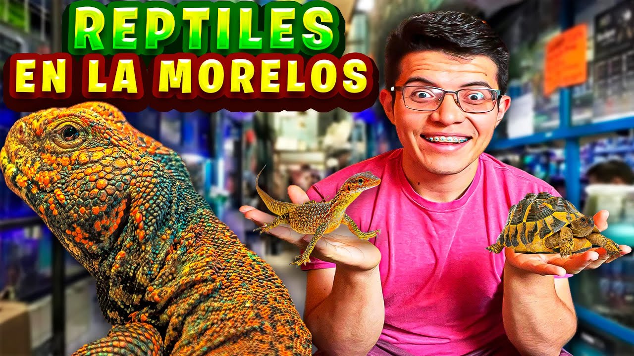 IMPRESIONANTES reptiles en el MERCADO de la MORELOS