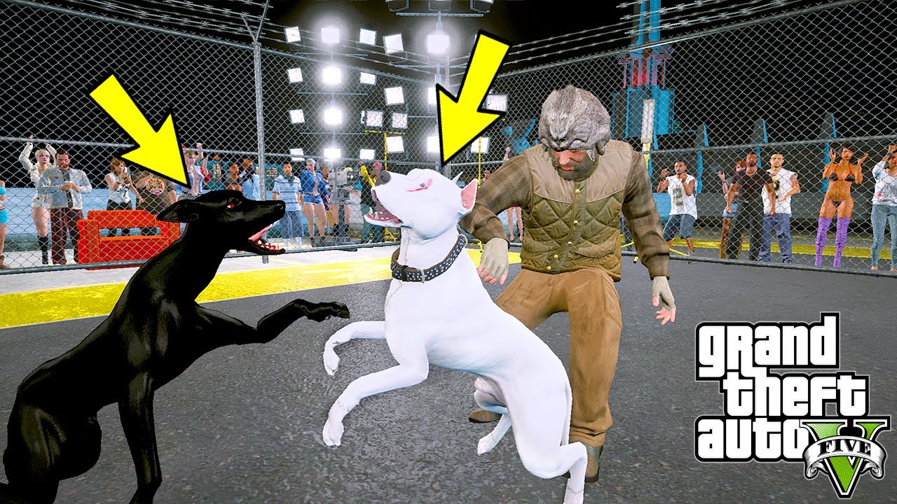 BEYAZ PİTBULL JACK EĞİTİMLİ DOBERMAN İLE KAFES DÖVÜŞÜ YAPIYOR! - GTA 5