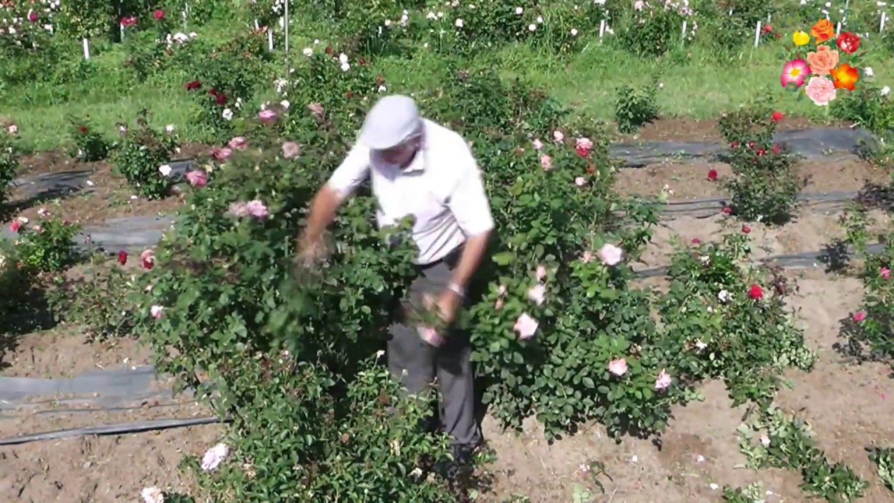 green summer pruning roses with ludwig
