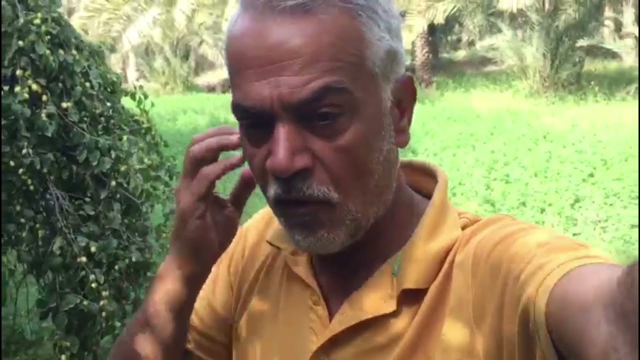 بساتين السدر وانواعه (النبق الزيتوني) في ميسان مع احمد صالح نعمة