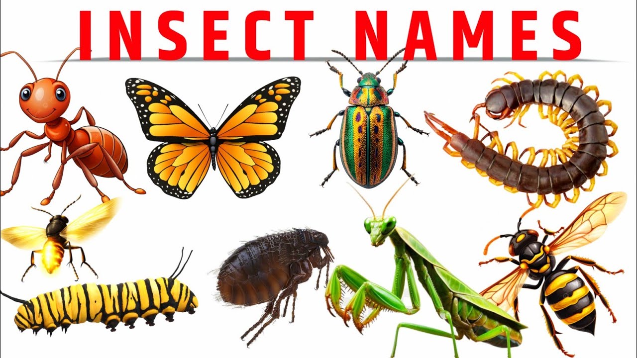 Insect Names For Kids | Learn 15 Insect Name In English With Pictures | Insect Name In English 