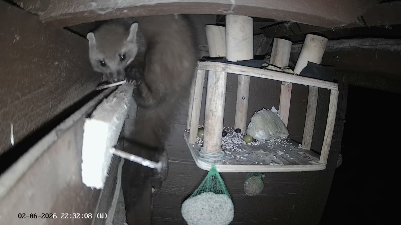 Marten Martan. Found a piece of meat that was missing between the walls. Live Shorts 031