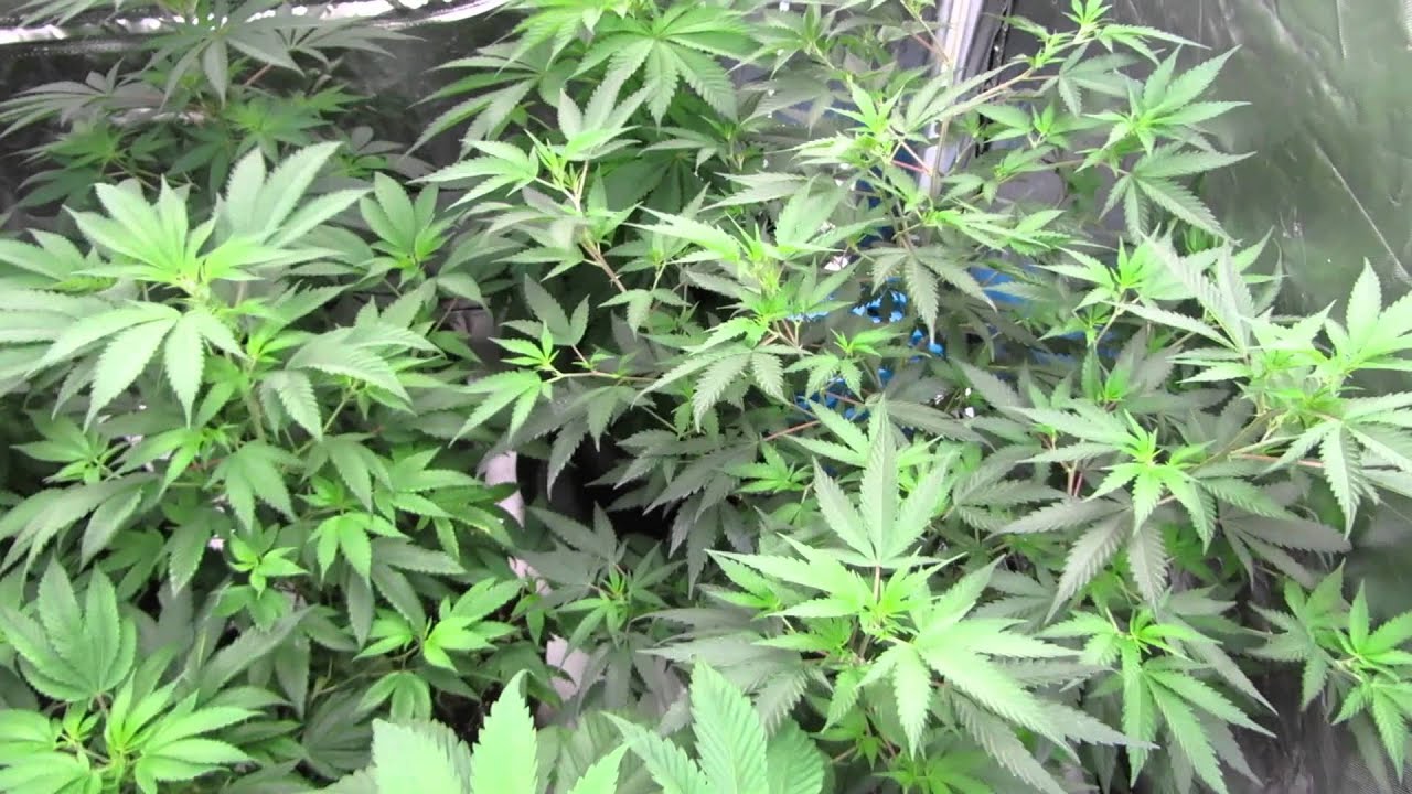 Pro-Grow 750 LED grow light review - Reboot Pt 1