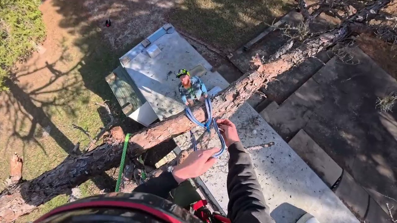 Huge Pine tree removal in Mark Twain National Forest