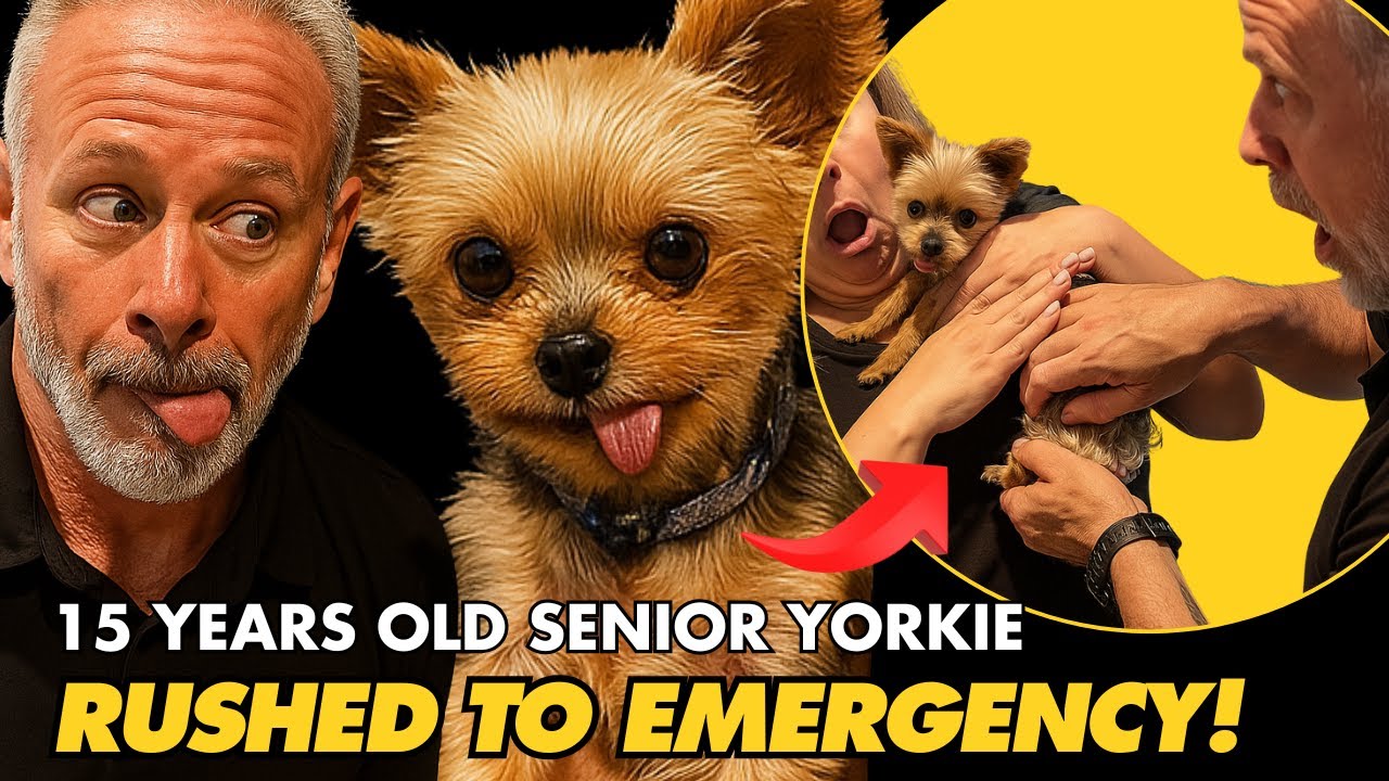 15-YEAR-OLD YORKIE HOPPING ON 3 LEGS 😱 DR. DOUG FINDS OUT WHY 🐶😱