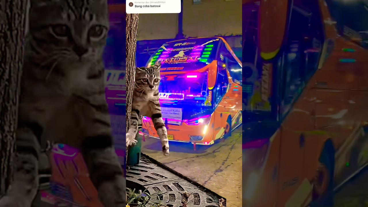 SAMPAI KAGET 😅‼️#batosai #sjm #trans #kucingkaget #ets2 #subscribe #bussid #shortsviral #soundviral