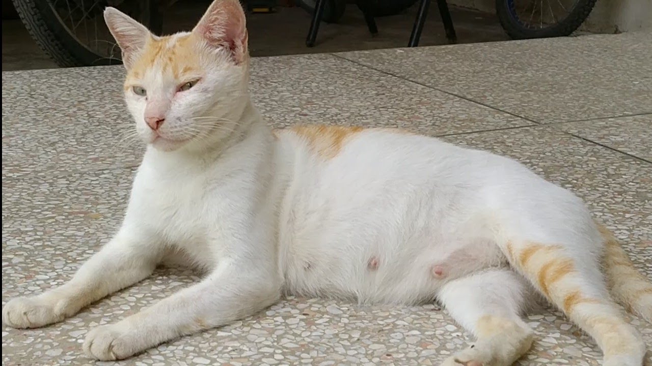 Pregnant Feral Cat Waiting For Her Breakfast