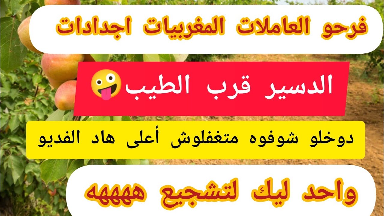 فيديو جديد مهم للعاملات المغربيات اجدادات اسبانيا ليدازو في اللجنة 🤪🍏🍒🍐🫐🍇🌷