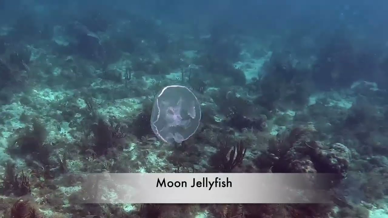 St. John Underwater-Season 5-Episode 12- North Haulover Bay