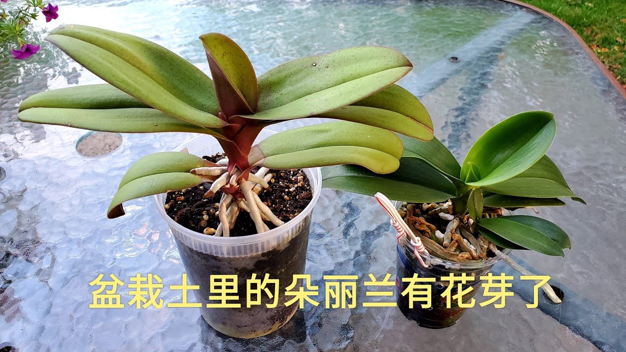 Sophie's Garden 种在盆栽土里的朵丽兰有花芽了