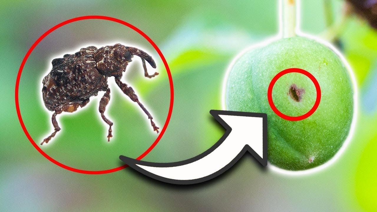PLUM CURCULIO, THIS could be WHY you DON'T GET FRUIT!