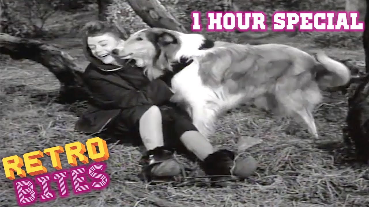 Lassie | 1 Hour Special | Lassie English Full Episodes  🐕