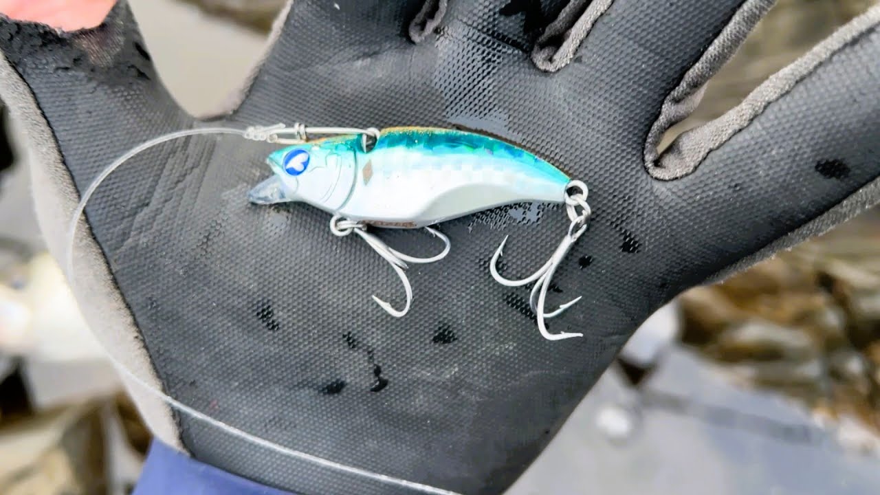 離島なら凪でもヒラスズキが釣れるのか試してみました