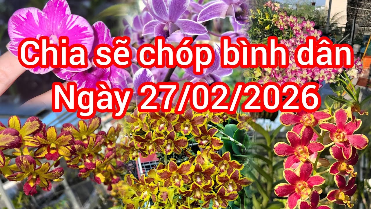 Chia sẽ hoa lan ch&oacute;p b&igrave;nh d&acirc;n, Ng&agrave;y 27/02/2026[ Zalo 0366450666]