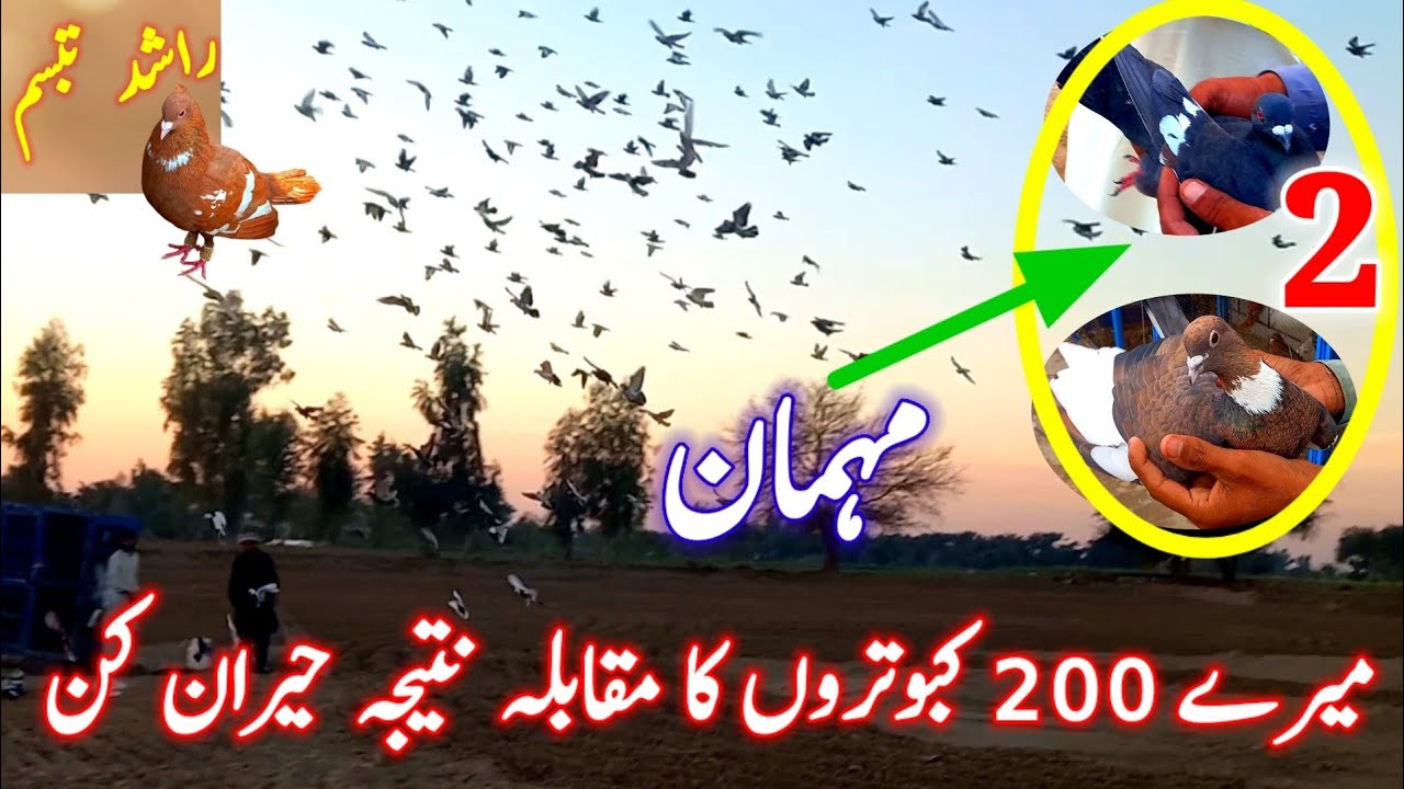 100 Pigeons Competition | The Result Is Shocking 😲