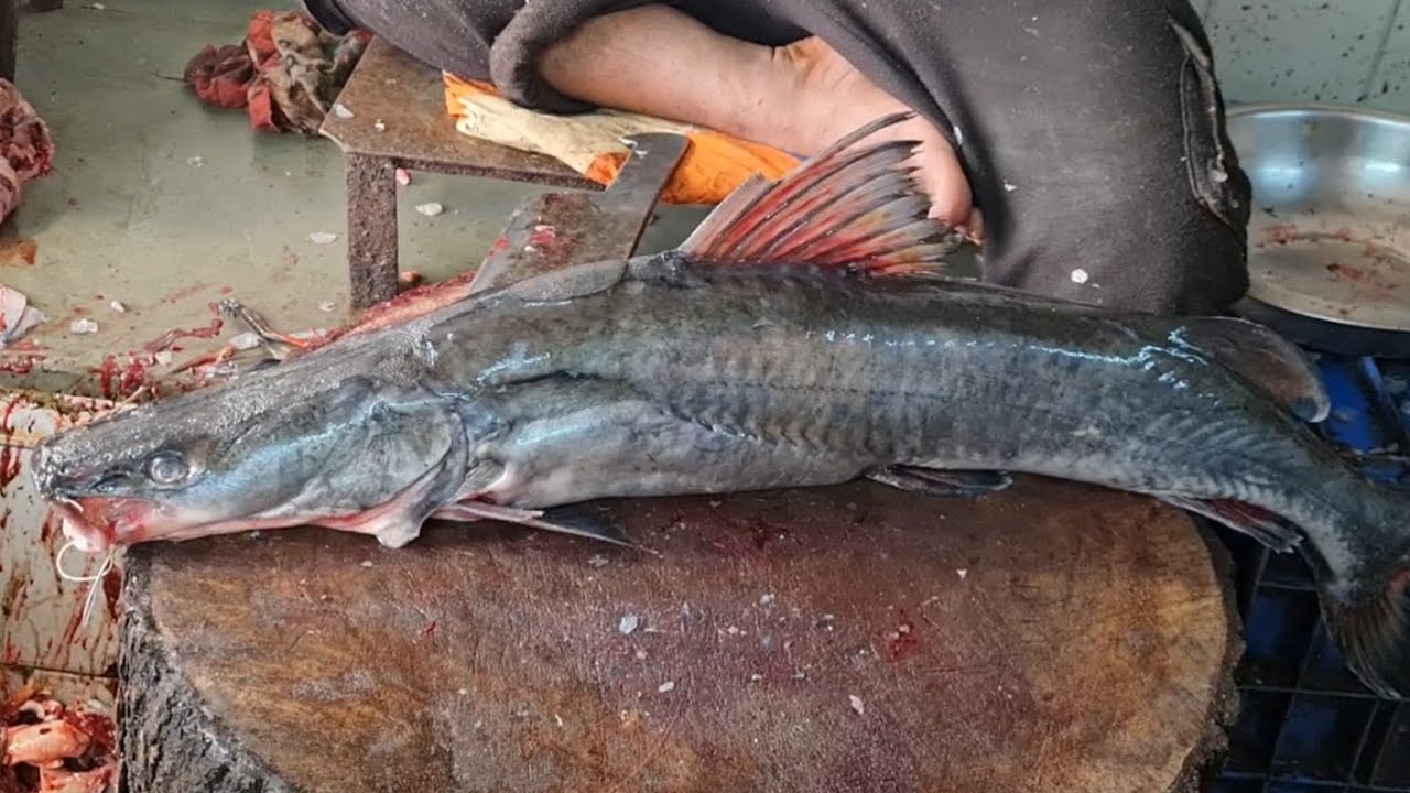 Singhara Fish Cutting Skills (The Amazing Fisher)