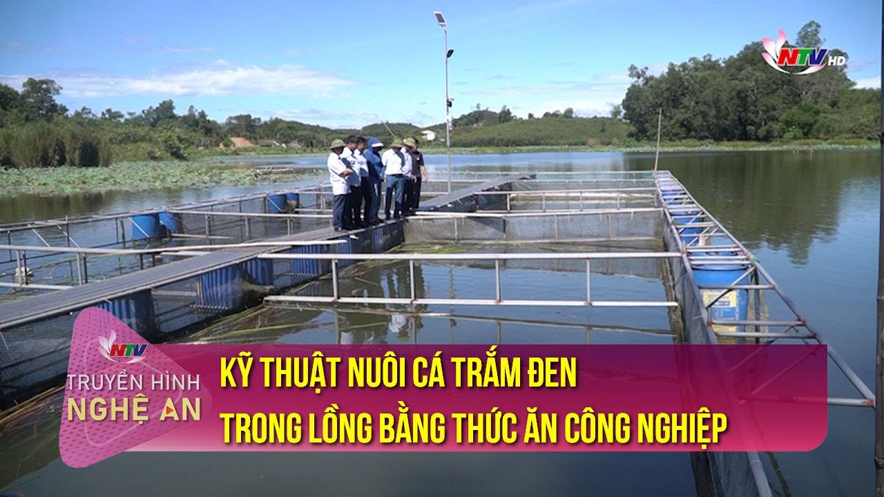 Khuyến nông: Kỹ thuật nuôi cá trắm đen trong lồng bằng thức ăn công nghiệp