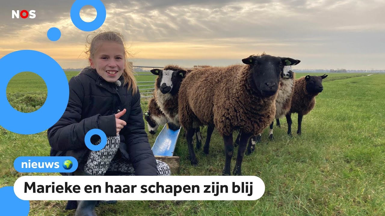 Steeds minder schapen hebben de ziekte blauwtong