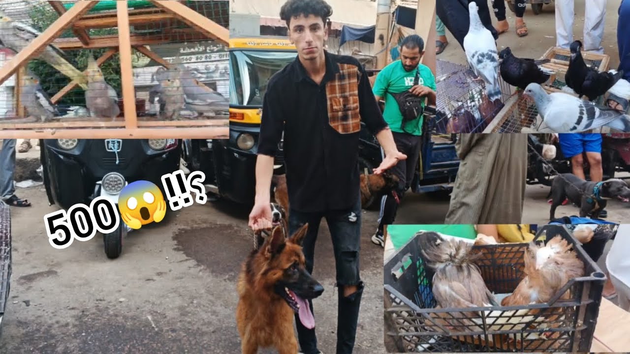 جولة في سوق الجمعة | مفاجآت في أسعار الحيوانات             كلاب (بيتبول_جيرمن_حمام_مالينو