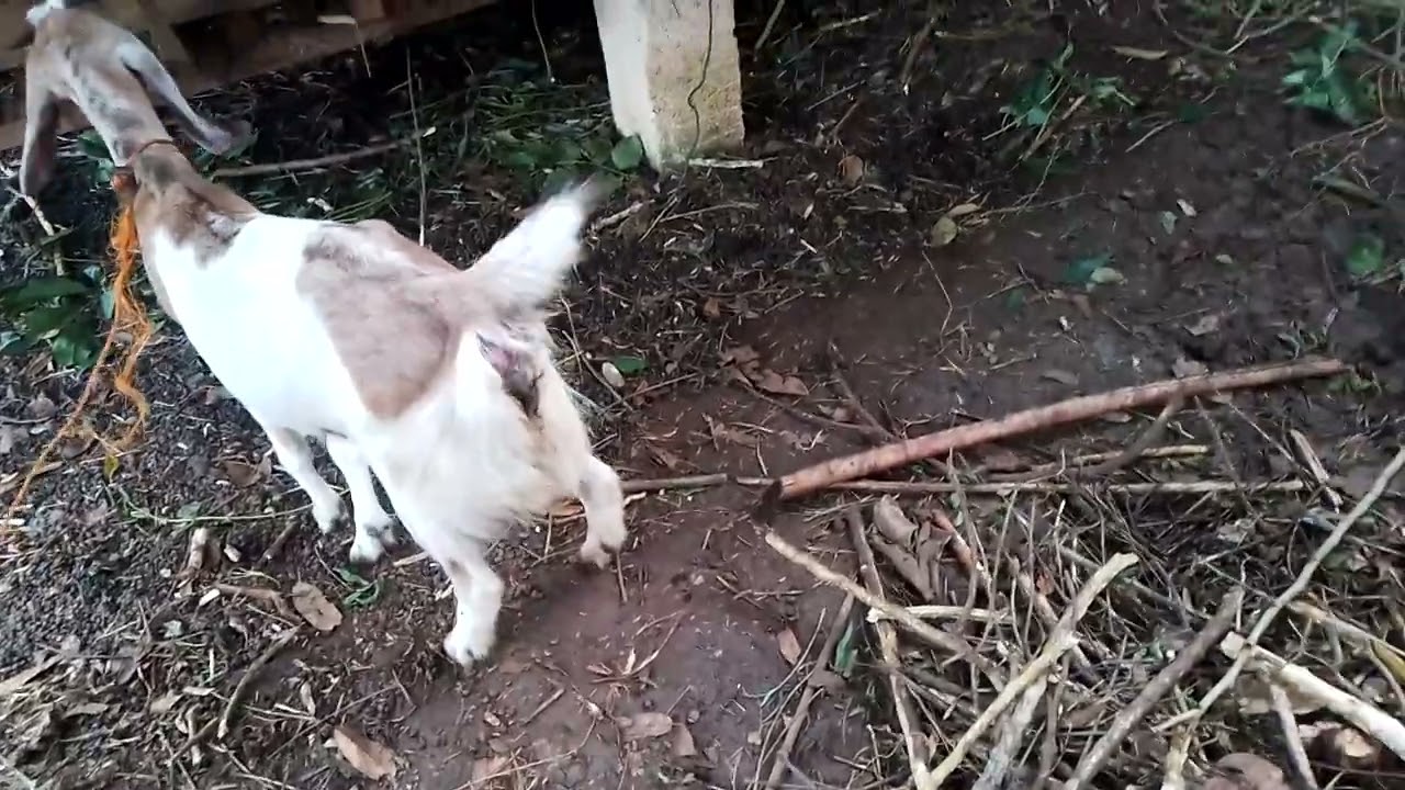 Jalok kawin bolo @RumahKambing6878 