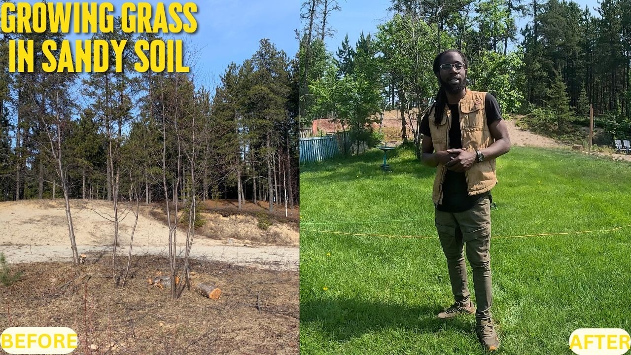How I got grass to grow in sandy Backyard #grassseed