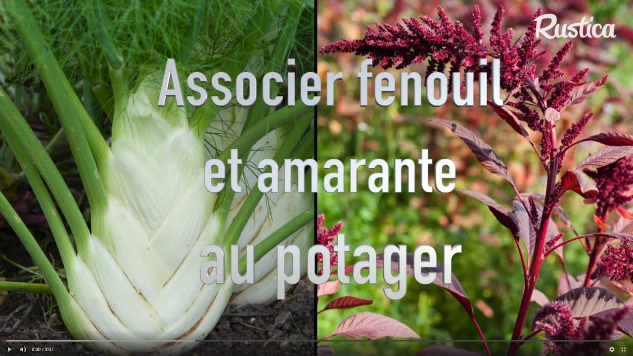 Associer fenouil et amarante au potager