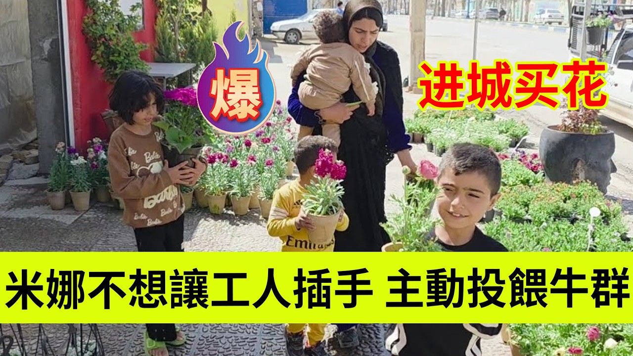 米娜不想让陌生人插手，自己主动投喂牛群。带着孩子们进城买花。伊朗女人米娜纪录片最新后续
