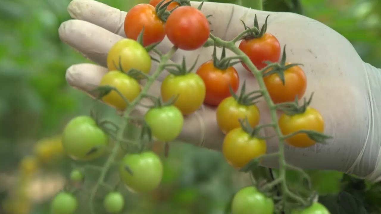 NCI Reportages | Tomates ivoiriennes : un juteux business