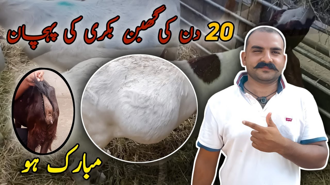 20 din ki Pregnant bakri ki pehchan  nishani | Pregnant bakri  pata kasa Karen | Goat Care Official