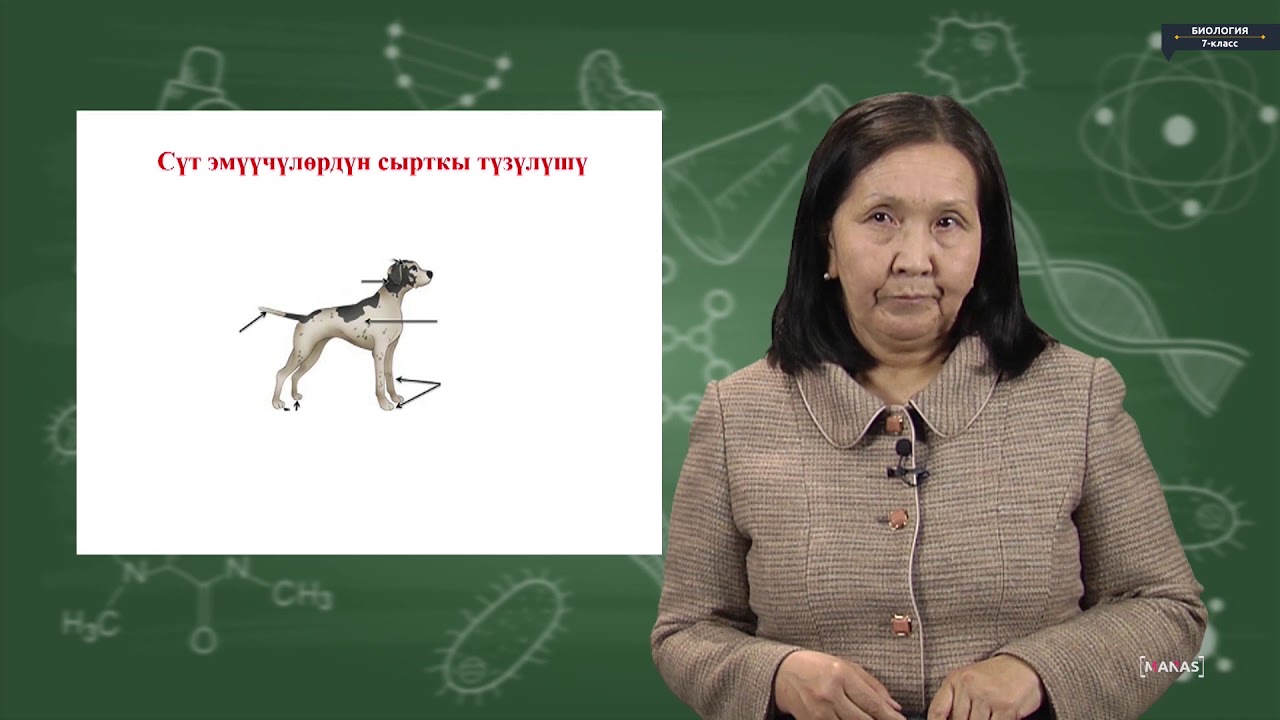 Биология - 7 класс - Сүт эмүүчүлөргө жалпы мүнөздөмө