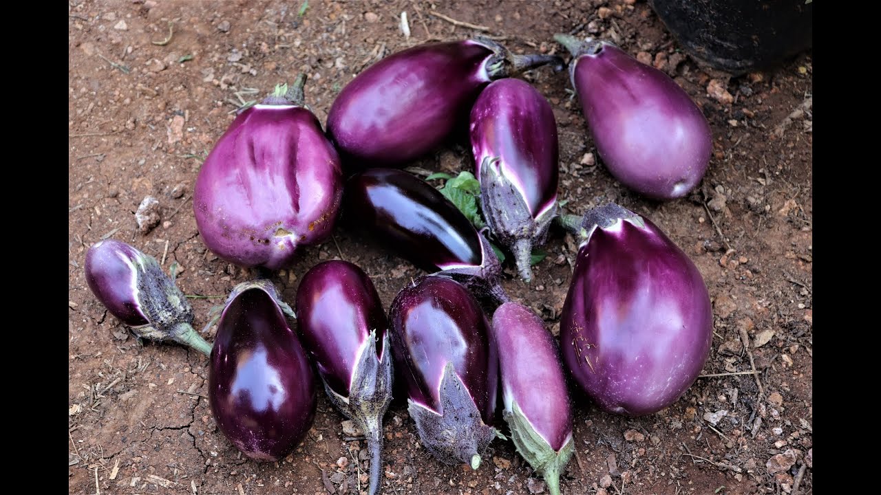 Anteprima innesti pomodori e melanzane su solanum.