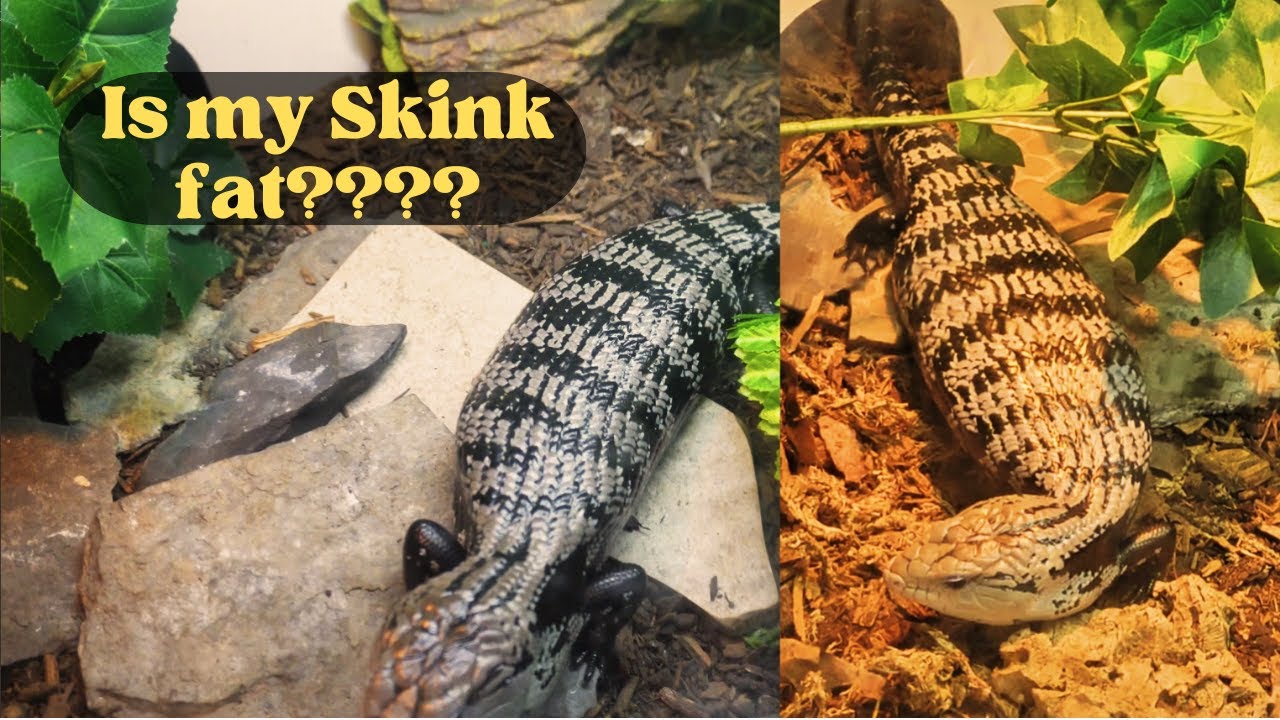 Halmahera Blue Tongue Skink Body Condition