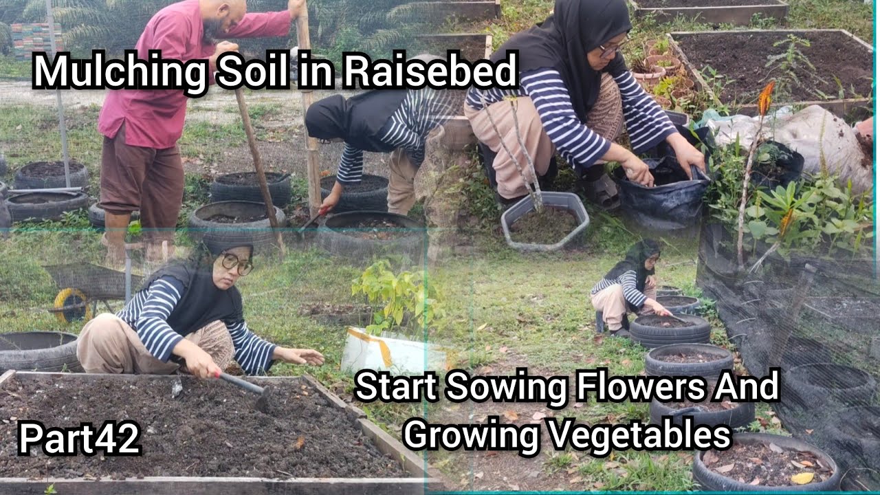 Start Sowing Flowers And Growing Vegetables.Mulching Soil In RaisedBed..Slow Living In Country Site 
