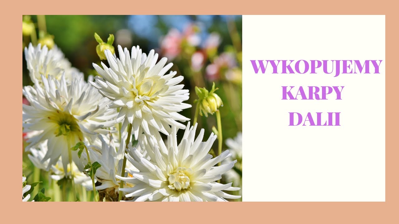 Jak i kiedy wykopać karpy DALII i przechować je do wiosny?