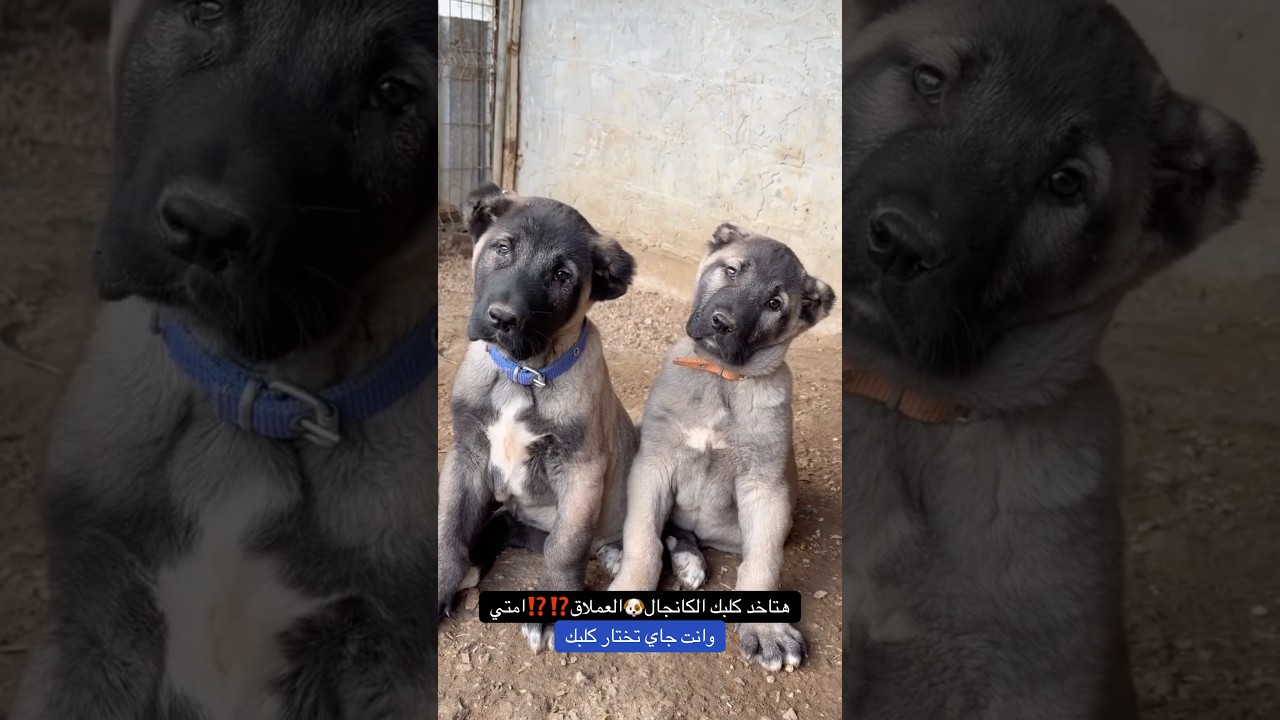 وانت جاي تختار كلبك الكانجال #كلاب #kangal