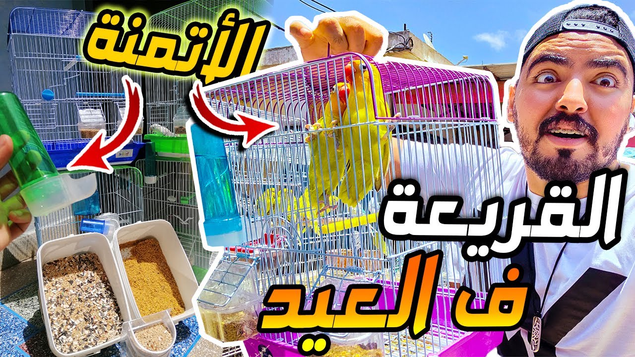 القريعة ايام العيد 😮 اتمنة الطيور رخيصة بزاااف 😨| اتمنة   الحبوب و مستلزمات الطيور 🤑