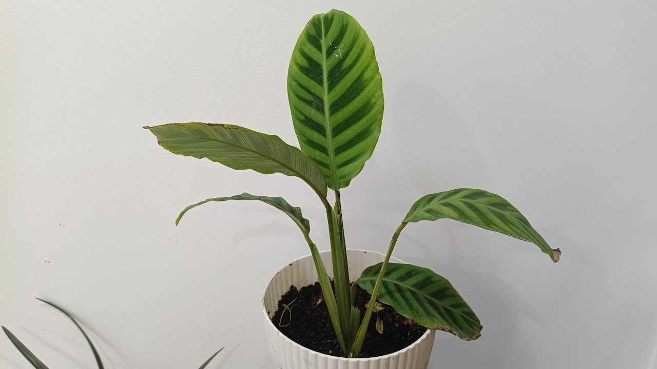 Calathea plant care and tips##సరస్వతి మొక్కకి pennywort మొక్కకి తేడాని తెలుసుకుందాము