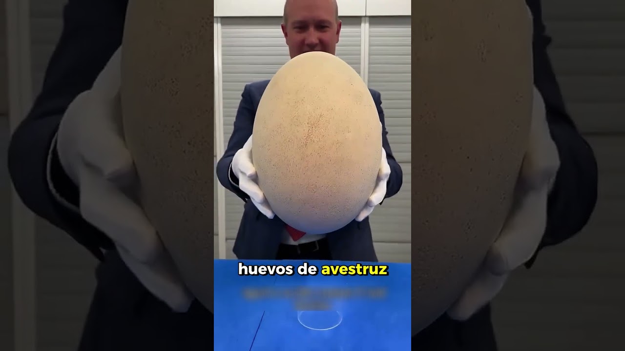 El huevo m&aacute;s grande que existi&oacute;  #curiosidades #biologia #paleontologia