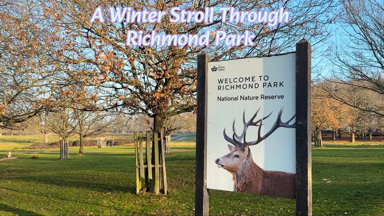 ❄️ A peaceful winter stroll through Richmond Park #richmondpark #london #richmond #snow #visitlondon