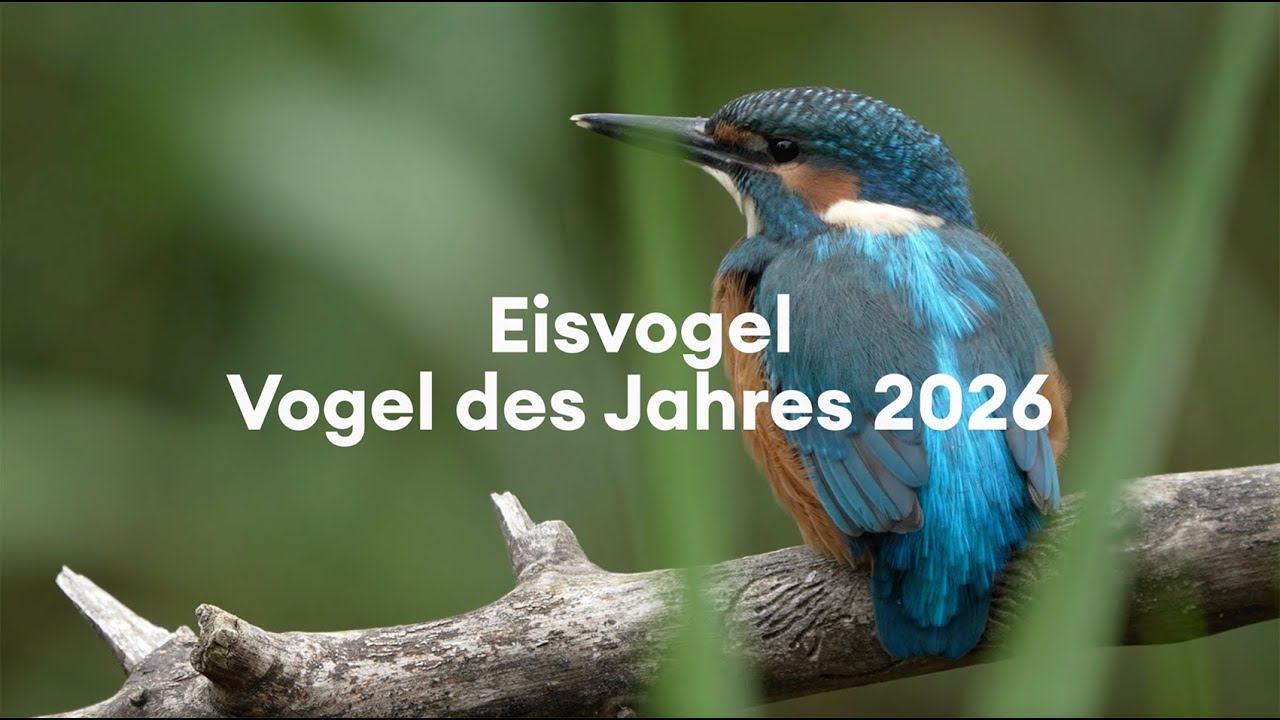 Vogel des Jahres 2026: Eisvogel