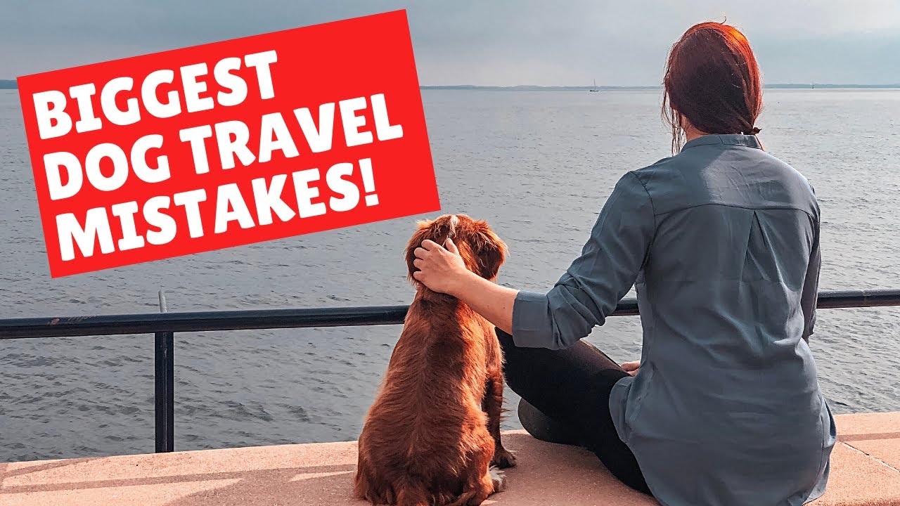 5 things NOT to do when road tripping with a dog!