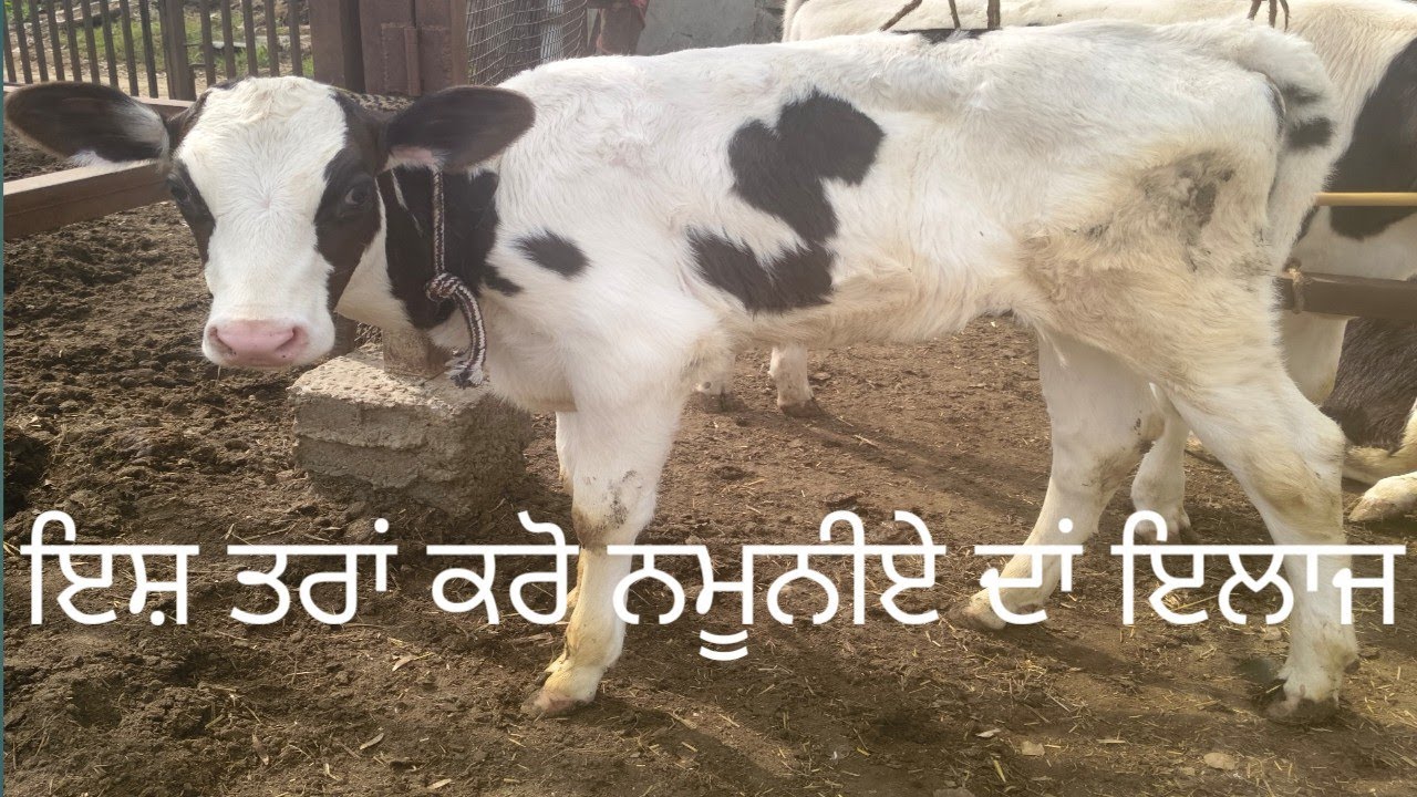 ਛੋਟੇ ਵੱਚਿਆਂ ਵਿੱਚ ਨਮੂਨੀਆ ਦਾਂ ਇਲਾਜ 👍👍