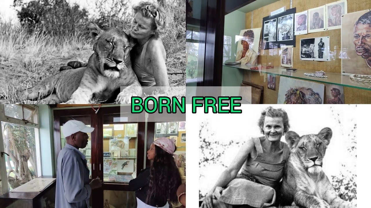LADY WHO LIVED WITH LIONS|| JOY ADAMSON AND ELSA THE LIONESS|| BORNFREE STORY|| ELSAMARE MUSEUM