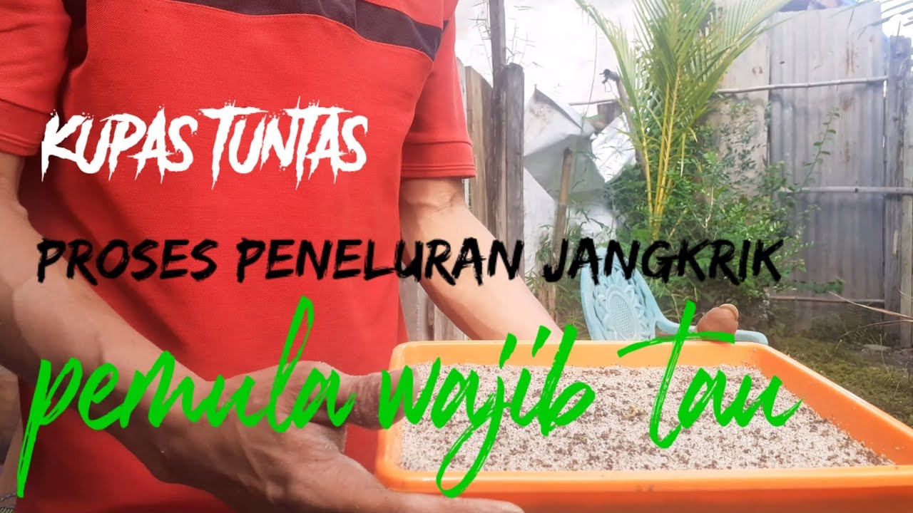 cara menelurkan jangkrik agar hasil maksimal